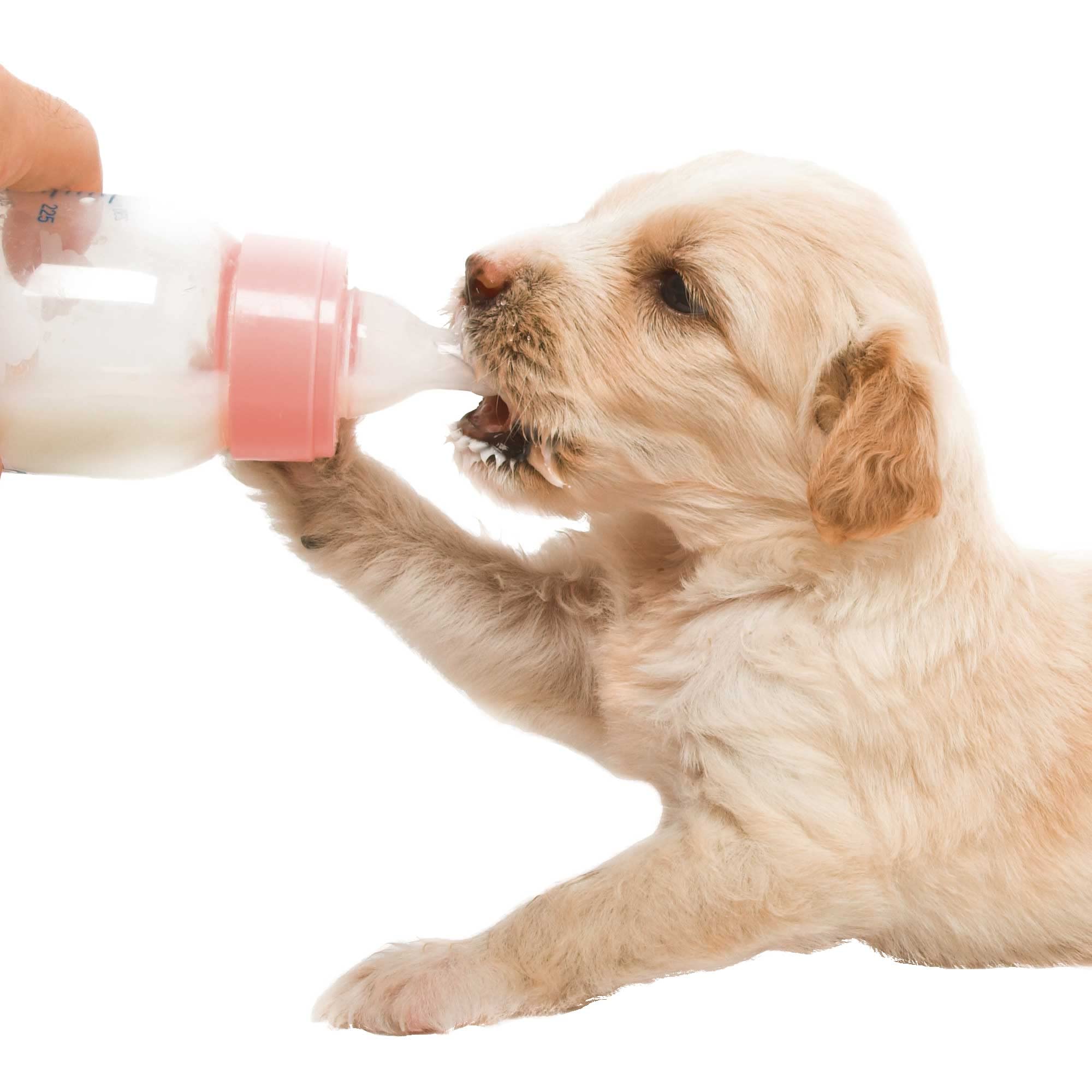 schecker-dogreform-welpenmilch-pulver-5-kg-aufzuchtmilch image 2