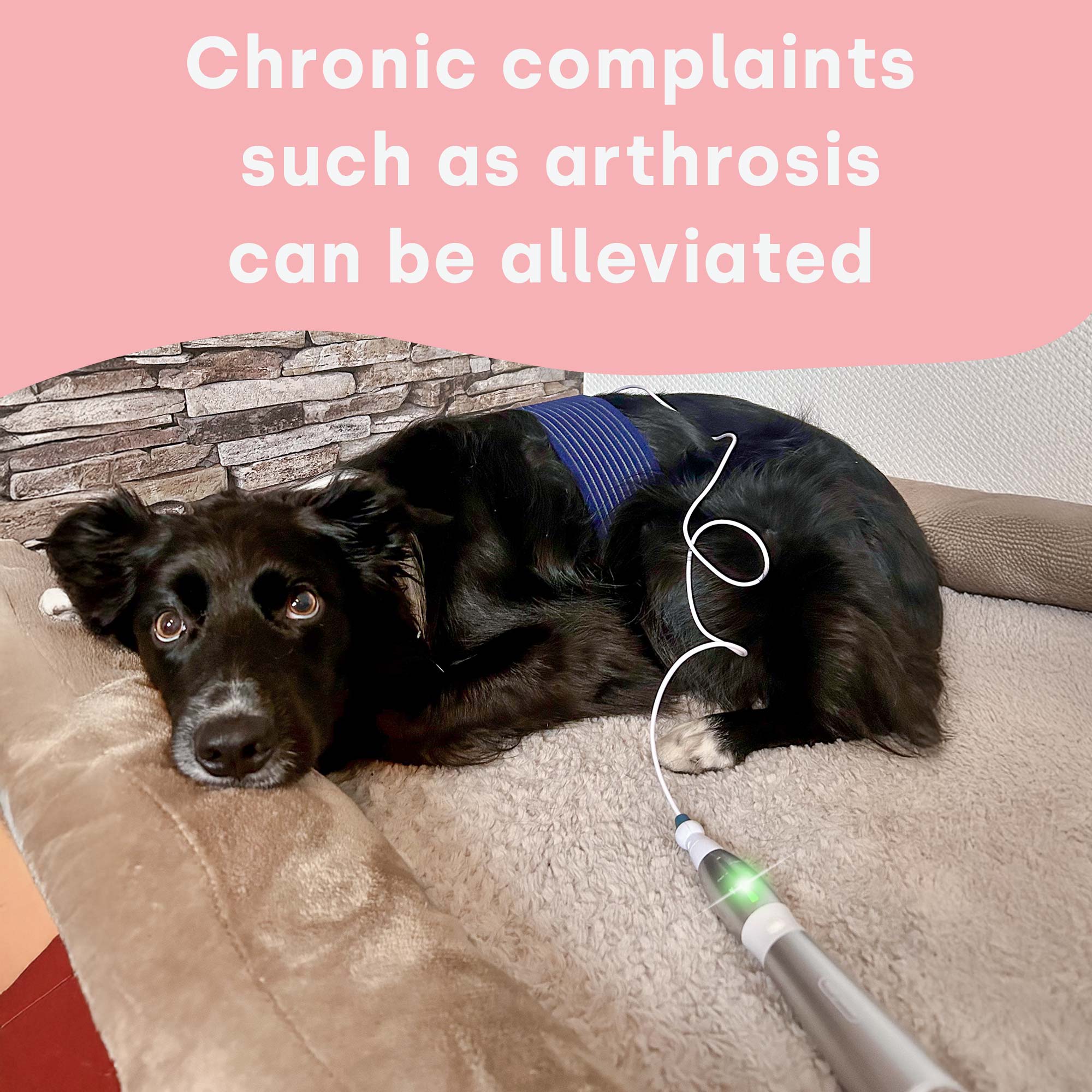 emmi-pet-physio-set-plus-ultraschalltherapie-f-r-tiere image 4