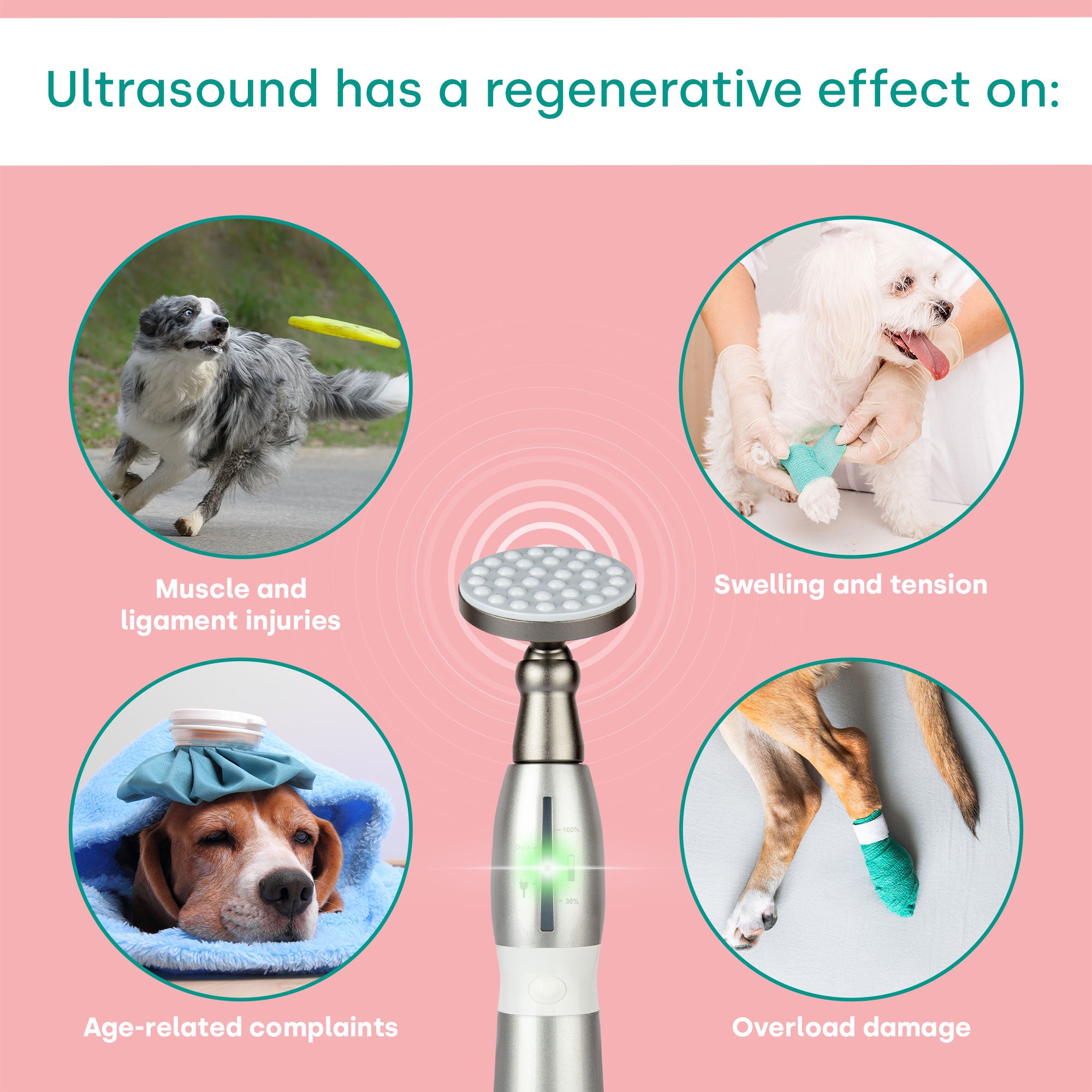 emmi-pet-physio-set-ultraschalltherapie-hund-katze-pferd-2 image 2